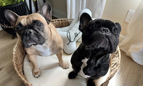 two dogs sitting in a basket
