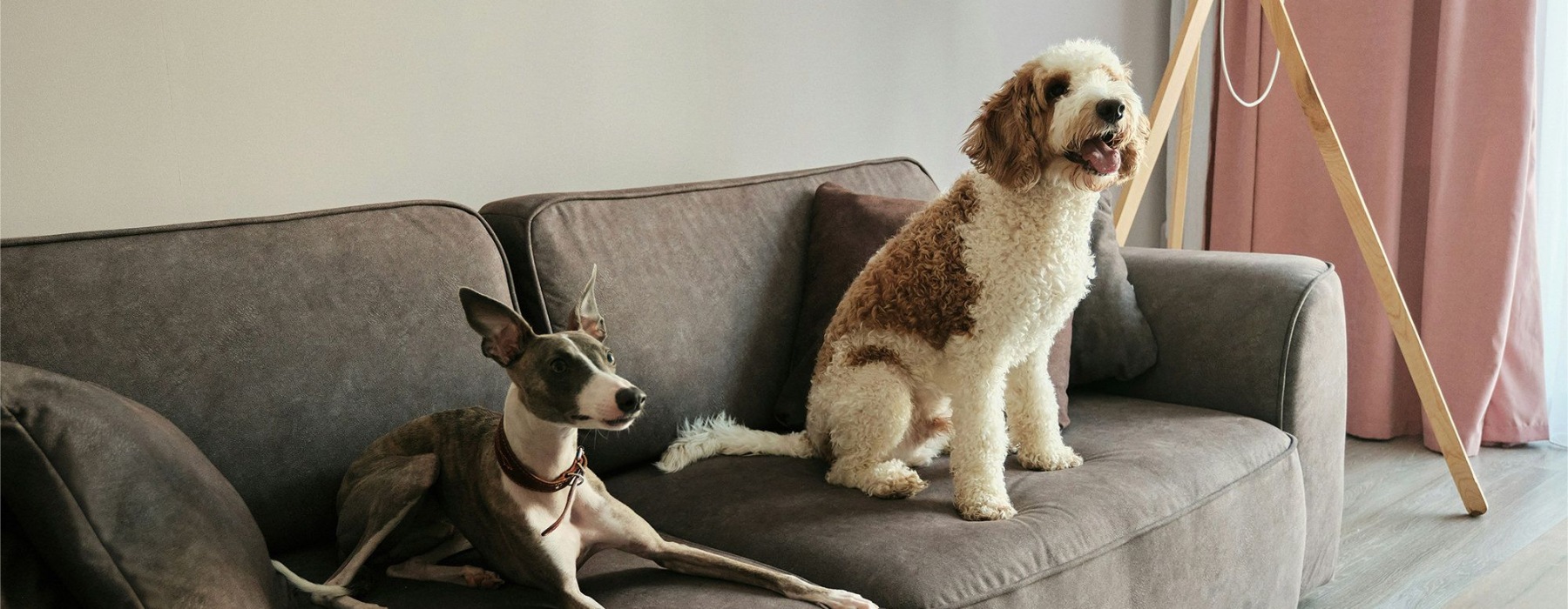 A Pet Friendly Community
